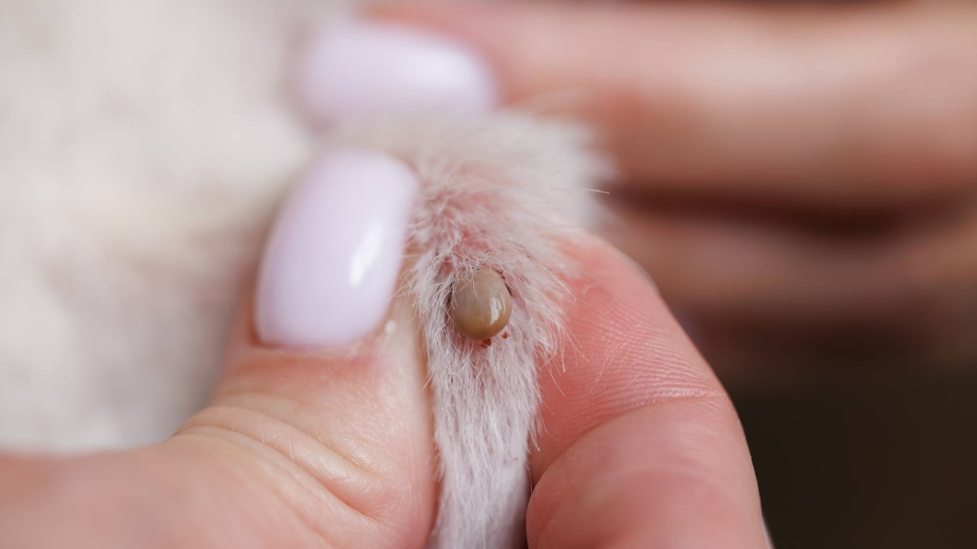 garrapatas en gatos fotos